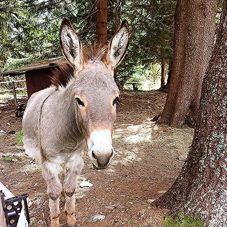 Διαμέρισμα Luef